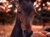 dressage horse Runaround Sue GT (Westphalian, 2020, from Rock Forever NRW)