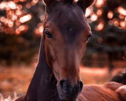 Dressurpferd Runaround Sue GT (Westfale, 2020, von Rock Forever NRW)