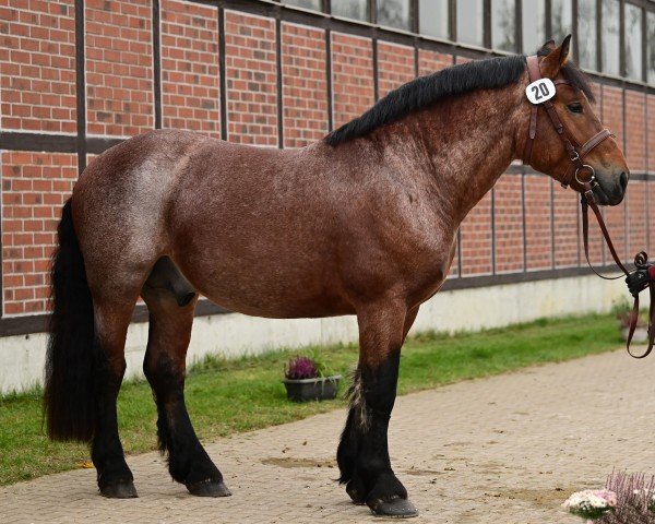 Dressurpferd Sander (Rheinisch-Deutsches Kaltblut, 2022, von Sepp)