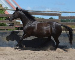 broodmare Black Pearl (German Riding Pony, 2007, from Blue Dancer)