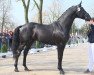 stallion Sky Amour (Oldenburg, 2012, from San Amour I)