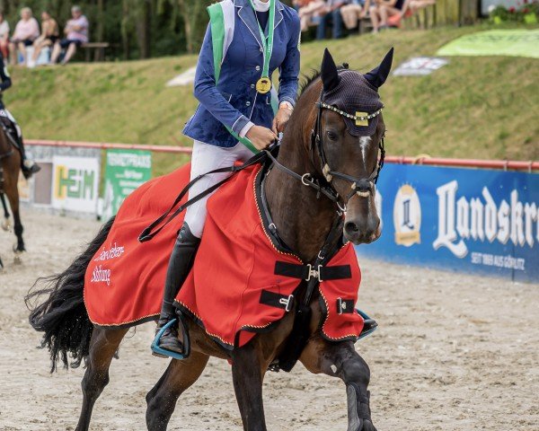 stallion Benito (German Riding Pony, 2016, from Bon Jovi)