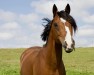 stallion Crown Dallessandro (German Riding Pony, 2013, from Dreidimensional AT NRW)