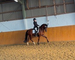 dressage horse Neues Glück (German Riding Pony, 2019, from Fs Numero Uno)