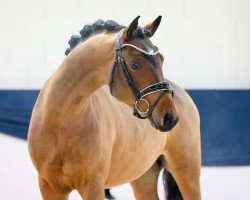 Dressurpferd Dropjes Darius (Deutsches Reitpony, 2022, von Dropje voor Dropje)