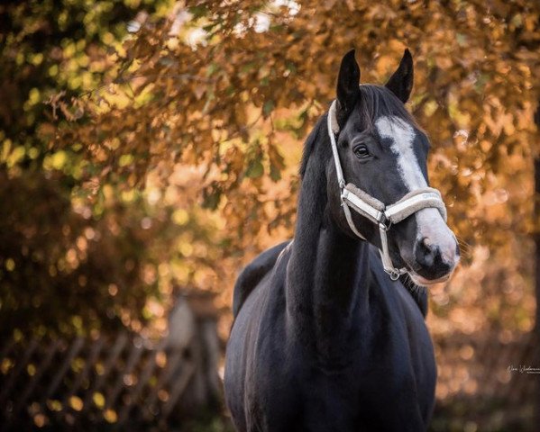 Dressurpferd Ratz Fatz (Hannoveraner, 2012, von Royal Classic I)