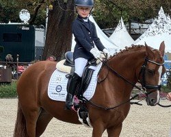 dressage horse Dancing Queen B 5 (German Riding Pony, 2017, from Dresscode AT)