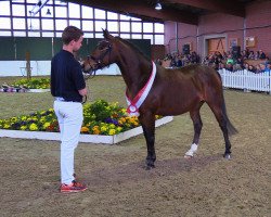 broodmare Amica (German Riding Pony, 2013, from A new Star)