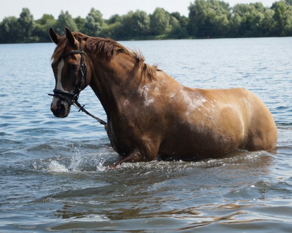 dressage horse Giulia Super AH (German Riding Pony, 2006, from FS Don't Worry)