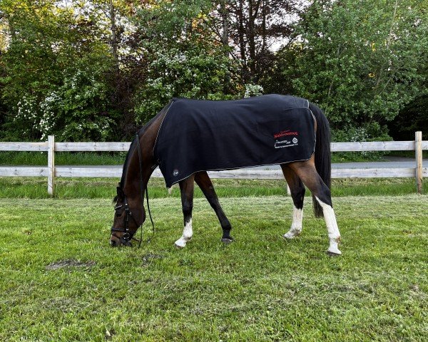 broodmare Mentonia (German Sport Horse, 2006, from Coreggio)