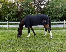 broodmare Mentonia (German Sport Horse, 2006, from Coreggio)
