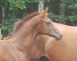 dressage horse Ballantines (German Sport Horse, 2021, from Bon Courage 4)