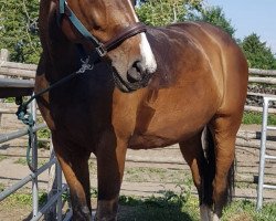 jumper Louis T (Hanoverian, 2007, from Böckmanns Lazio)