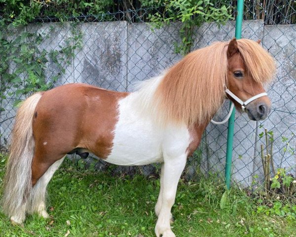horse Prinz Justus vom Zwergenhof (Shetland pony (under 87 cm), 2011, from Birchwood Pocket Prince)