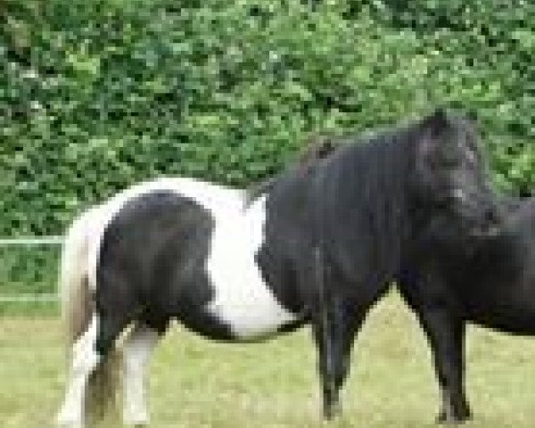 broodmare Erika (Shetland pony (under 87 cm), 1992, from Erik de Bibiana)