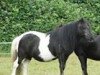 broodmare Erika (Shetland pony (under 87 cm), 1992, from Erik de Bibiana)