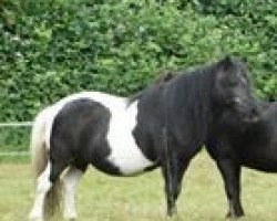 broodmare Erika (Shetland pony (under 87 cm), 1992, from Erik de Bibiana)