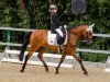 dressage horse Nemo (German Riding Pony, 2009, from Mellimaras Nugget)