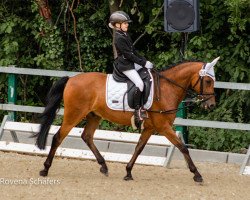 dressage horse Nemo (German Riding Pony, 2009, from Mellimaras Nugget)