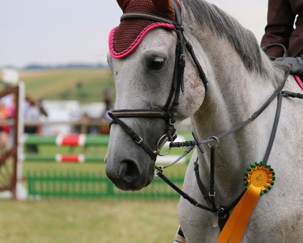 jumper Felicia vh Luttel (Belgian Warmblood, 2005, from Caesar van de Helle)