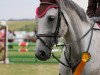 Springpferd Felicia vh Luttel (Belgisches Warmblut, 2005, von Caesar van de Helle)