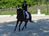 dressage horse Baribaldi (German Riding Pony, 2003, from Bajazzo)