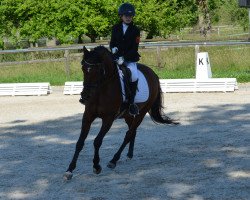 dressage horse Baribaldi (German Riding Pony, 2003, from Bajazzo)