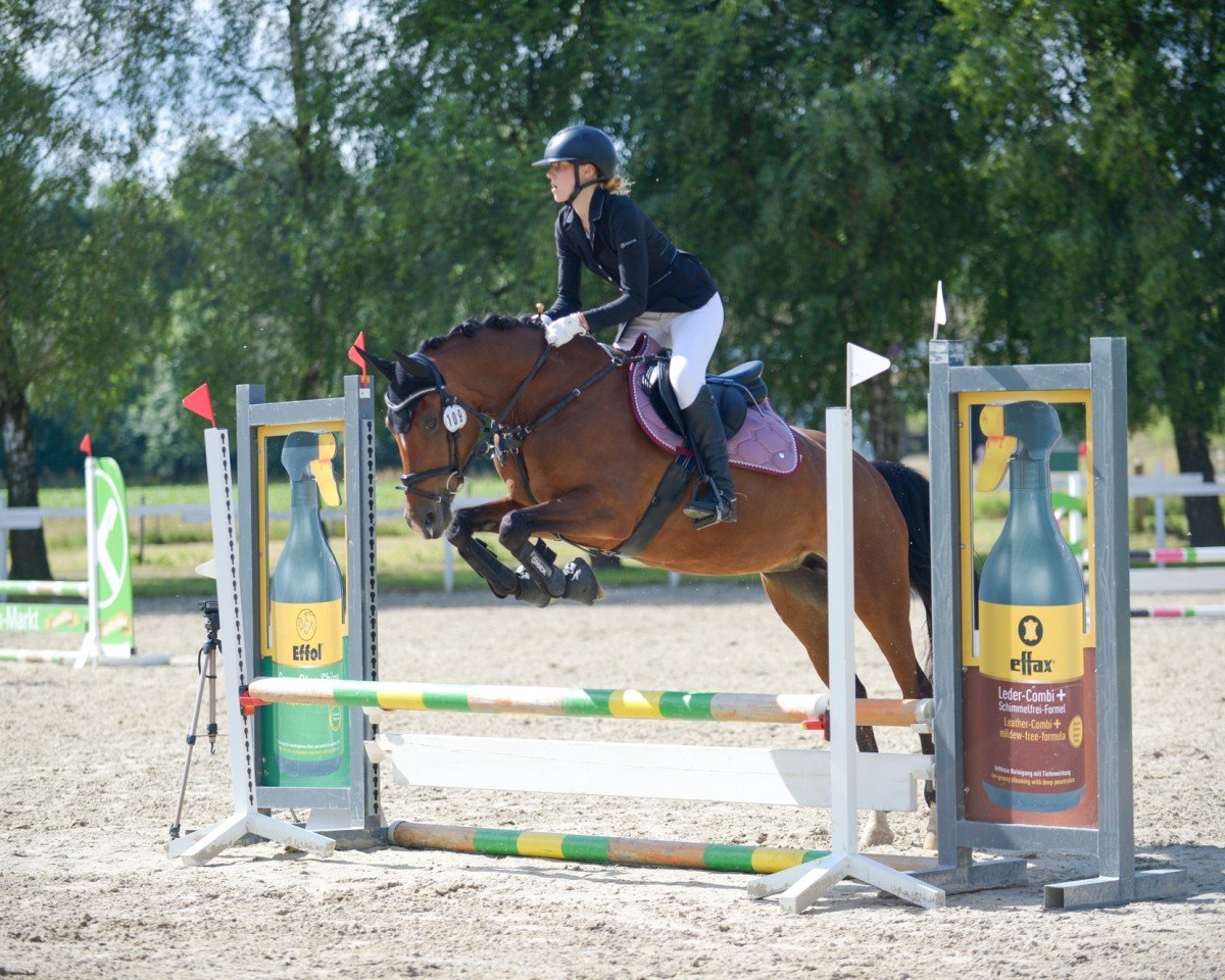 Dressurpferd Pour La Vie 2 (Deutsches Reitpony, 2011, von FS Pentagon)