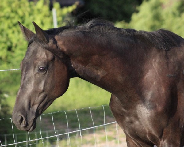 Springpferd S.M. Chelsea (Deutsches Sportpferd, 2019, von Contenaro)