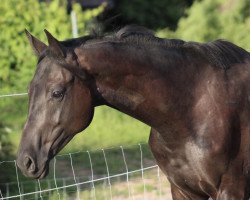 jumper S.M. Chelsea (German Sport Horse, 2019, from Contenaro)