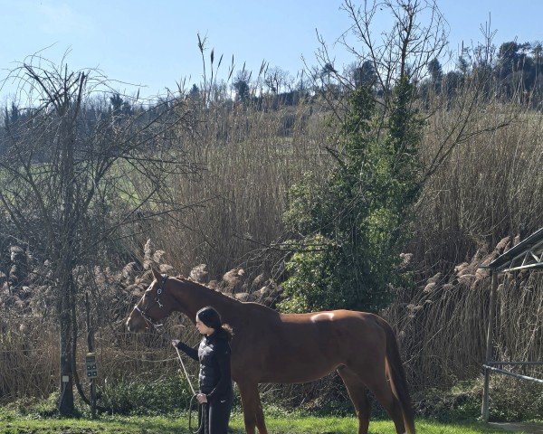 dressage horse Lorenzo 367 (Hanoverian, 2011, from Londonderry)