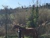 dressage horse Lorenzo 367 (Hanoverian, 2011, from Londonderry)