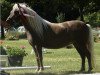 Zuchtstute Harriet von Clus (Deutsches Classic Pony, 2003, von Jabolo)