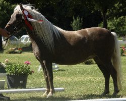 Zuchtstute Harriet von Clus (Deutsches Classic Pony, 2003, von Jabolo)