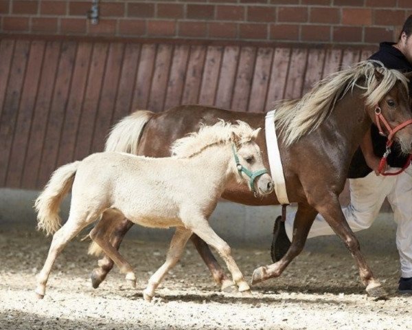 Zuchtstute Hanny vom Körler Berg (Deutsches Classic Pony,  , von KC Coyne Connection)