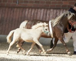 broodmare Hanny vom Körler Berg (German Classic Pony,  , from KC Coyne Connection)