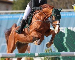 dressage horse Lorenzo 367 (Hanoverian, 2011, from Londonderry)