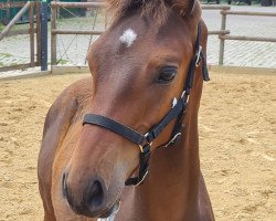 dressage horse Makarius (Oldenburg, 2021, from Moreno)