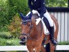 dressage horse Jack (New Forest Pony, 2012, from Diogenes Kay)