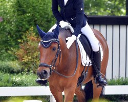 dressage horse Jack (New Forest Pony, 2012, from Diogenes Kay)