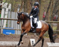 dressage horse Cento 37 (German Riding Pony, 2005, from Veivel R)