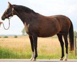 broodmare Delta (Oldenburg, 2004, from Quidam's Rubin)