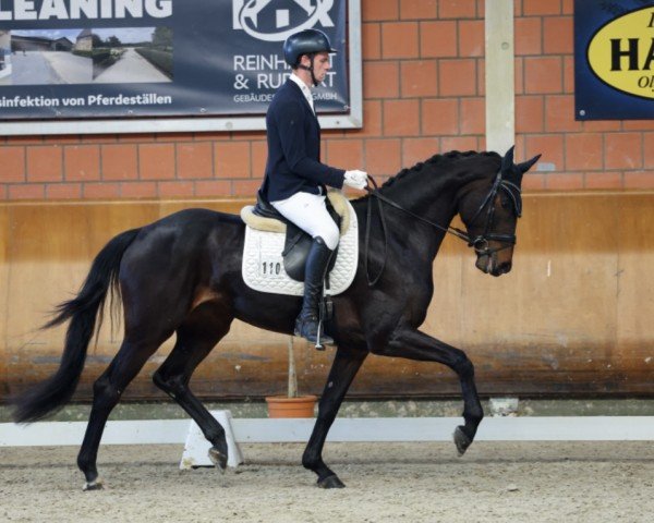 Springpferd Feodora B 5 (Hannoveraner, 2021, von Fürst Zonik PS)