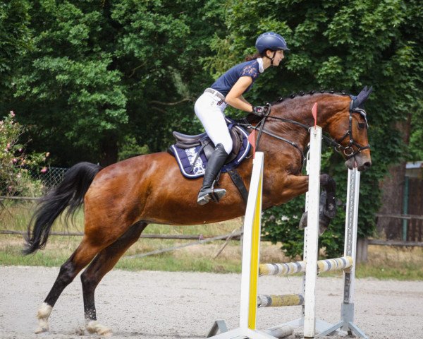 jumper Zabna (KWPN (Royal Dutch Sporthorse), 2004, from Solitair)