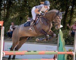 jumper Doriano Grey (Swedish Warmblood, 2020)