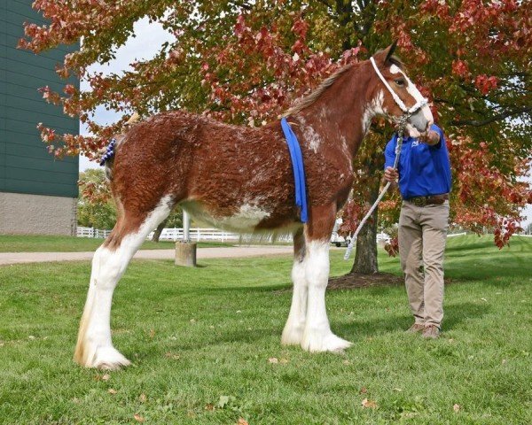 broodmare Sandy Acres Calamity Jane (Clydesdale, 2019, from Freedom Royal Venture)