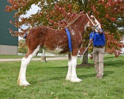 broodmare Sandy Acres Calamity Jane (Clydesdale, 2019, from Freedom Royal Venture)