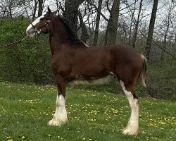 horse ALC Mozzie Lucky Shot (Clydesdale, 2023, from ALC Moz Strike)