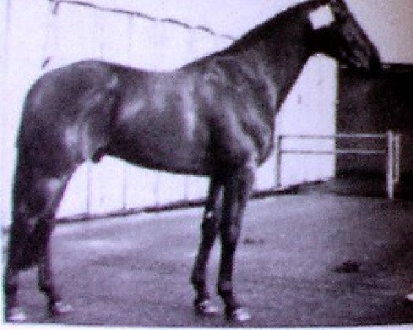 stallion Omega (KWPN (Royal Dutch Sporthorse), 1973, from Lucky Boy xx)