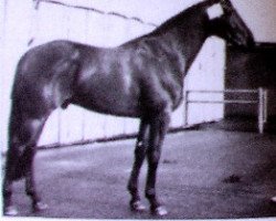 Deckhengst Omega (KWPN (Niederländisches Warmblut), 1973, von Lucky Boy xx)